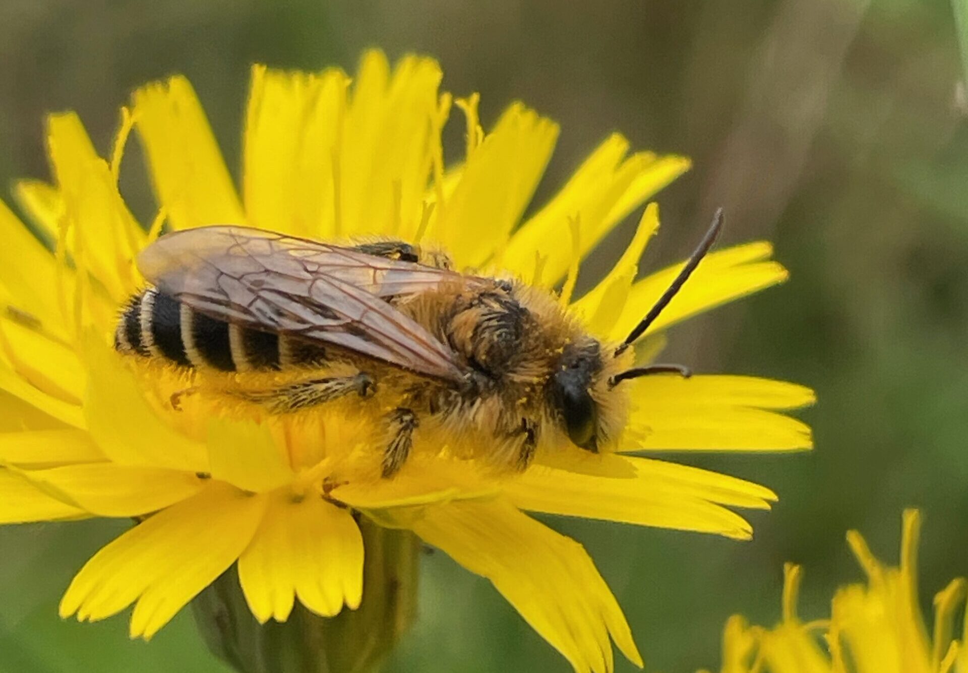 safari jardin insectes plantes