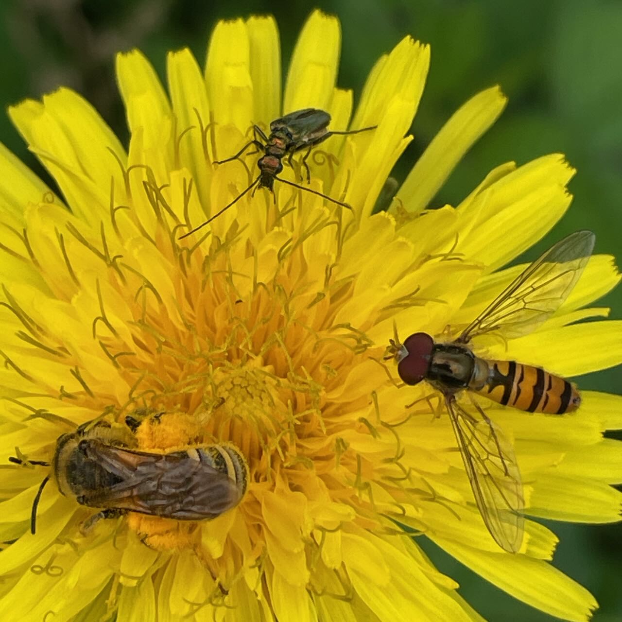 jardin naturel et biodiversité