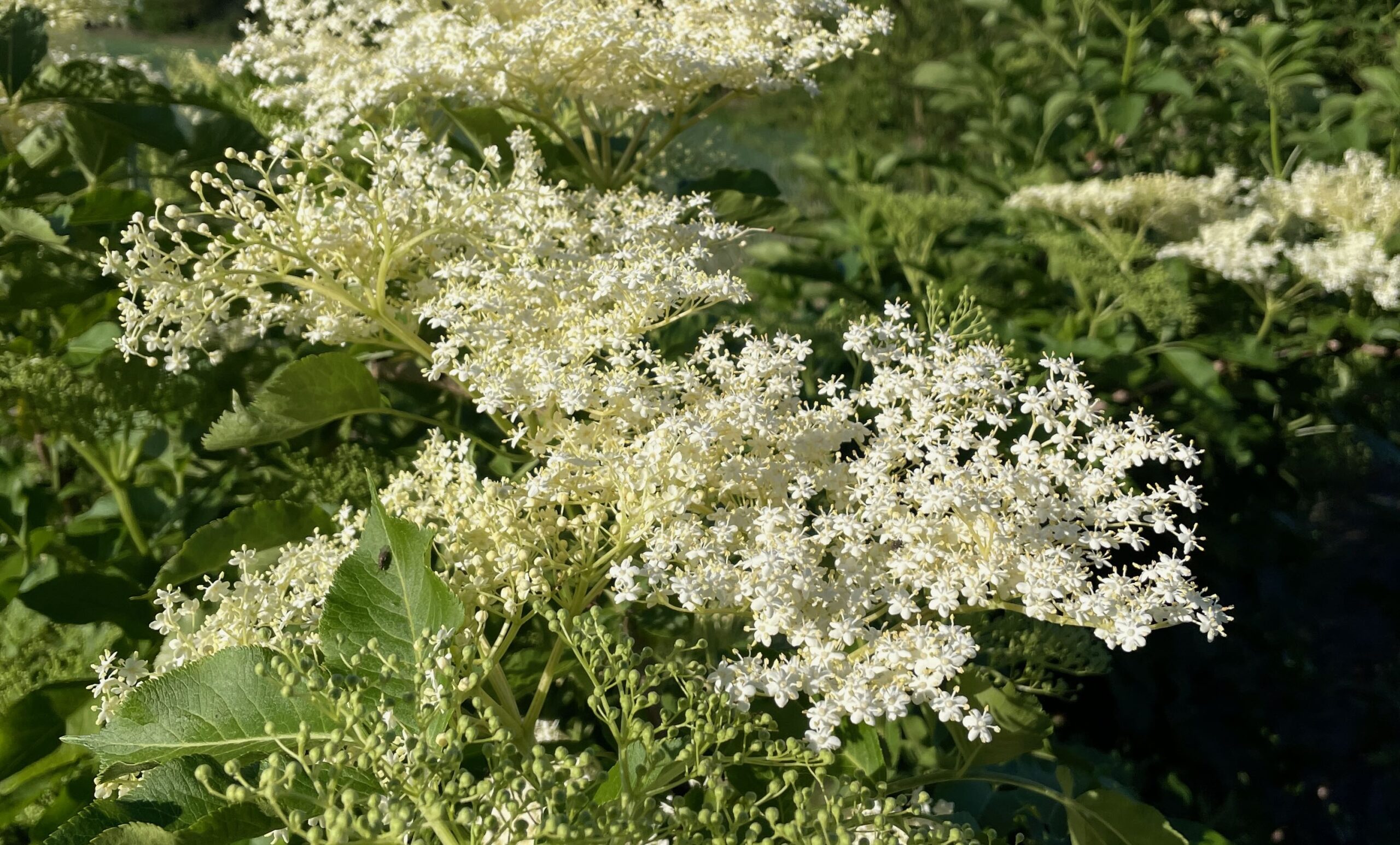 balade plantes comestible hainaut