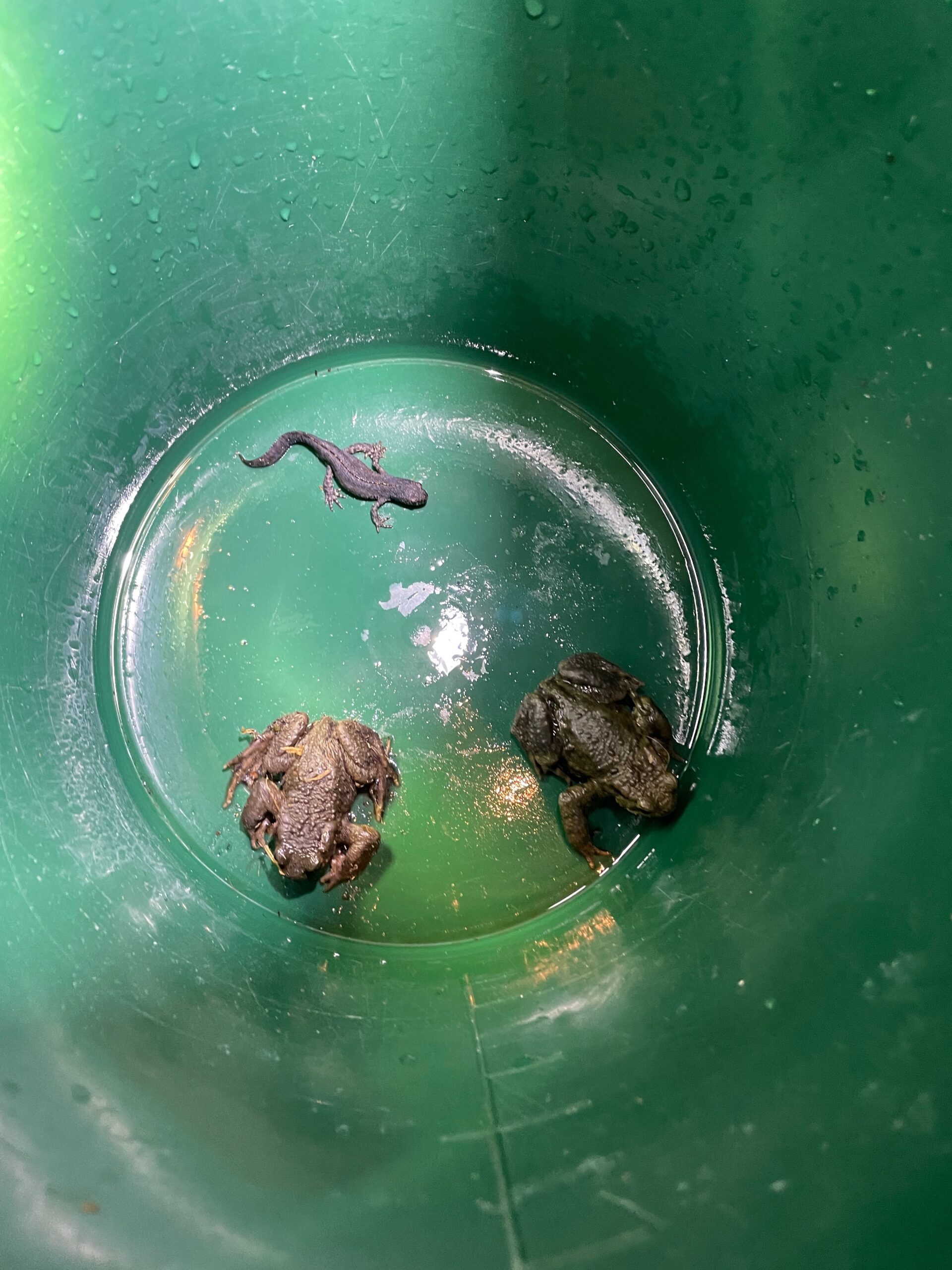 crapaud commun et triton alpestre