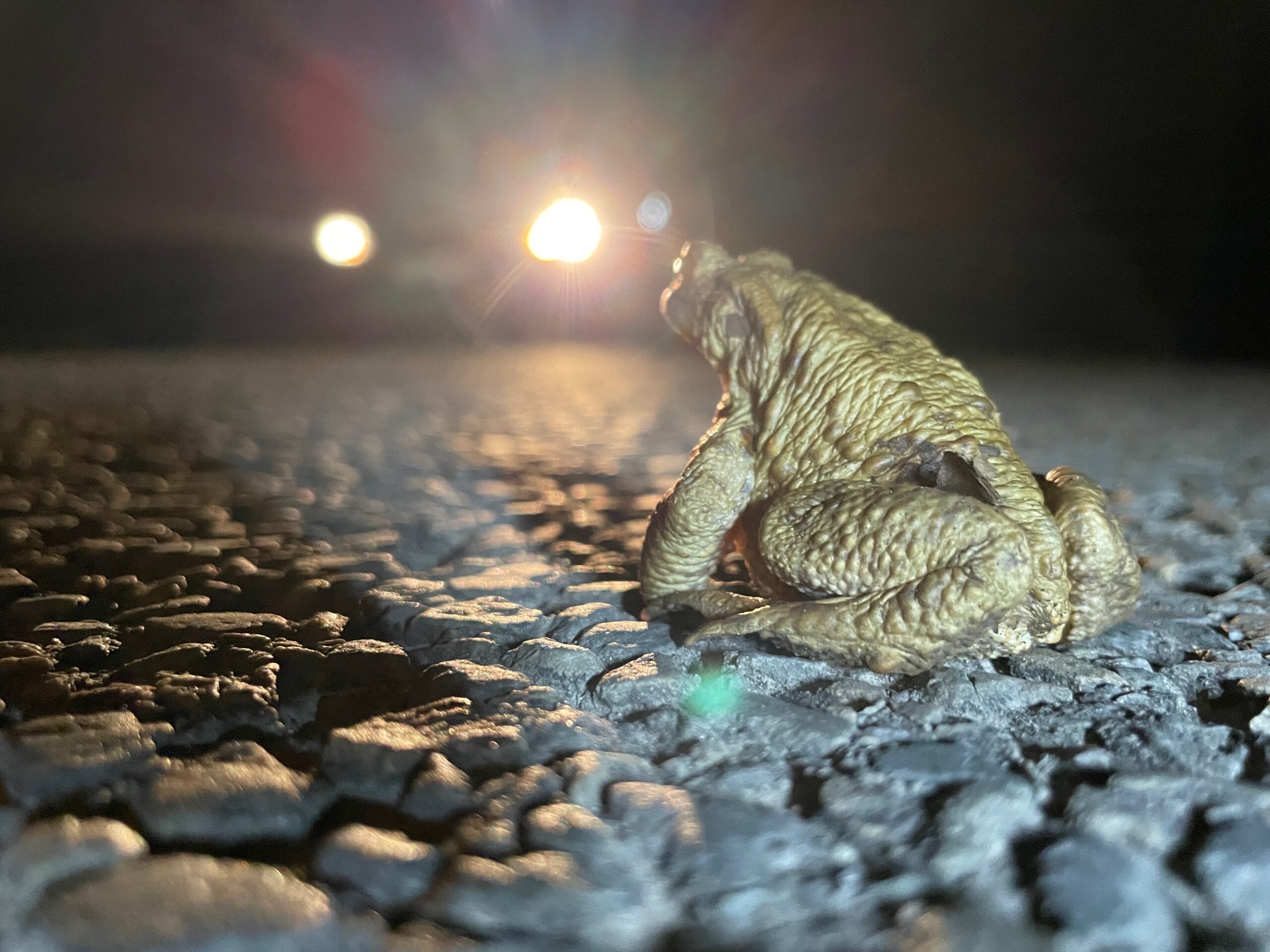 Sauvetage batracien bernissart