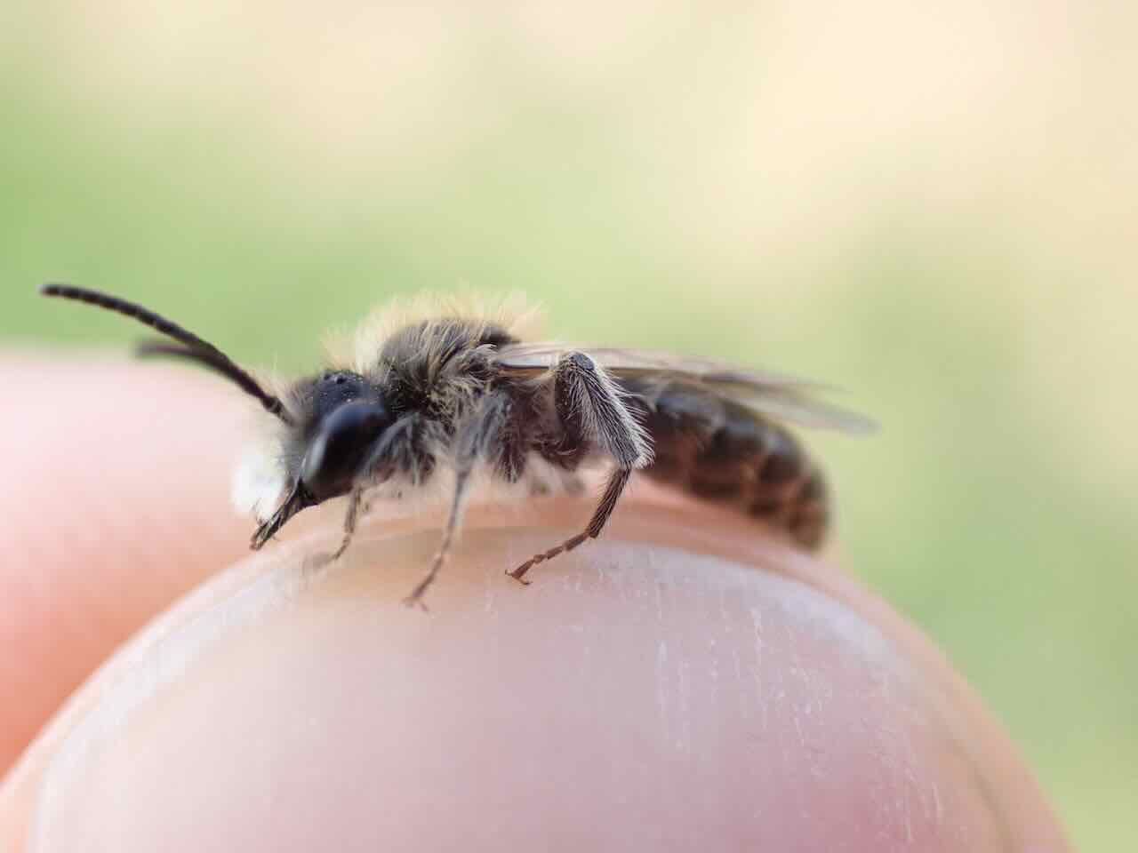Andrena ventralis