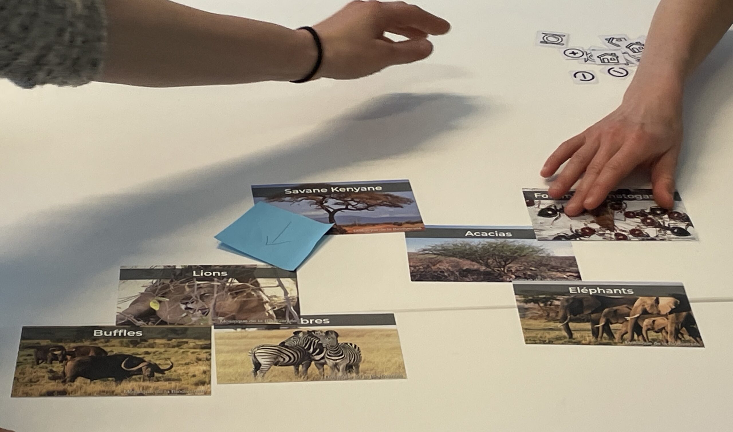 Domino biodiversité