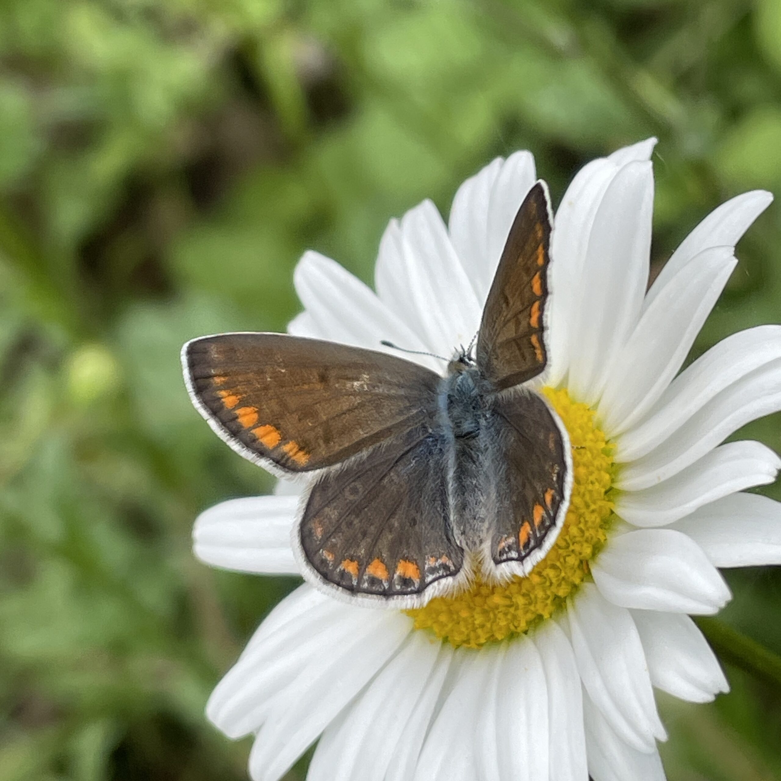 Papillon